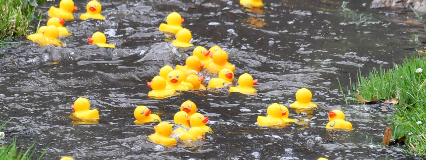 Floating duckies.